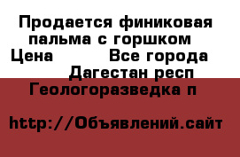 Продается финиковая пальма с горшком › Цена ­ 600 - Все города  »    . Дагестан респ.,Геологоразведка п.